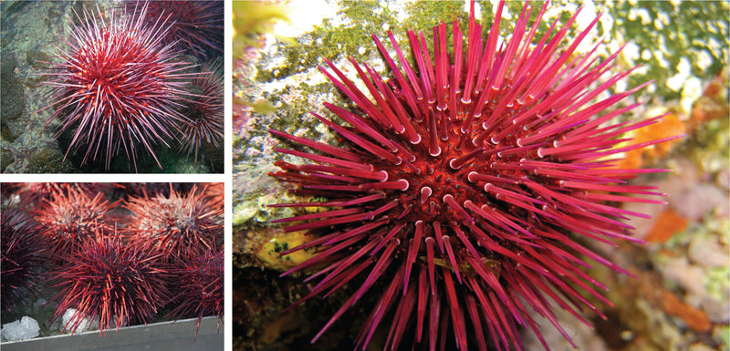 Canadian Sea Urchin (UNI)