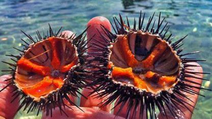 Turkish Sea Urchin (UNI)
