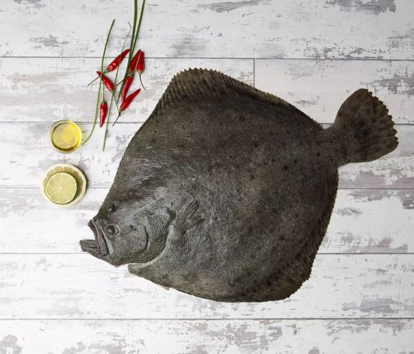 Farmed Turbot