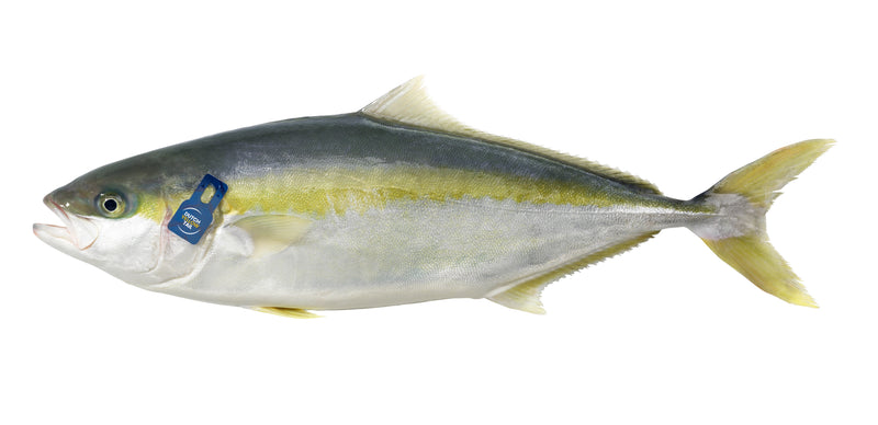 Whole Zeeland Yellowtail Kingfish